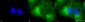 HSP90 complex Antibody